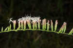 Fewflower blazing star